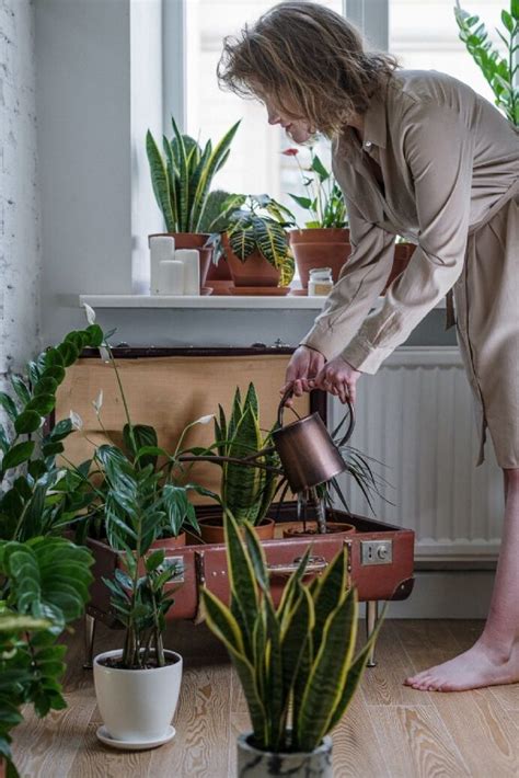 Los peligros de regar las plantas con agua con jabón qué