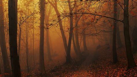 Sunlight Dry Grass Forest Sun Rays Trees Mist Dirt Road Amber