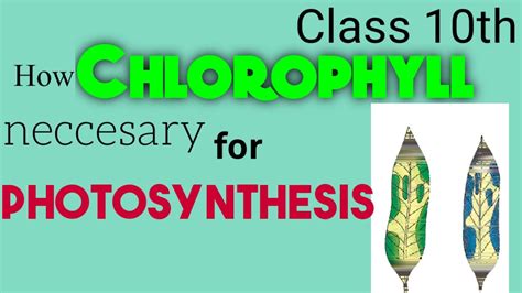 To Demonstrate Chlorophyll Is Necessary For Photosynthesis Youtube