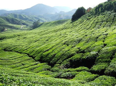 Cameron Highlands Tea plantations 4 Free Photo Download | FreeImages