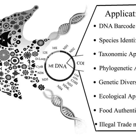 Applications of COI based DNA Barcoding | Download Scientific Diagram