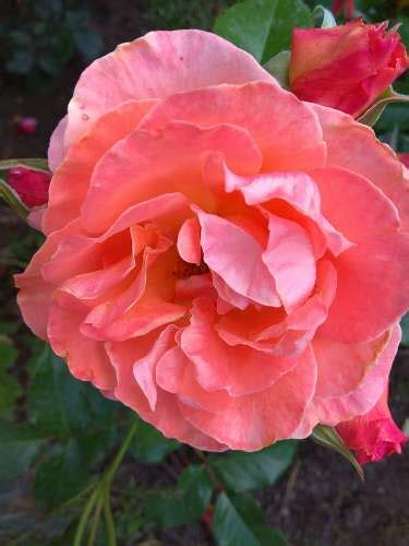 Саженец Роза Алибаба (Rosa Alibaba) купить в Москве по низкой цене из ...