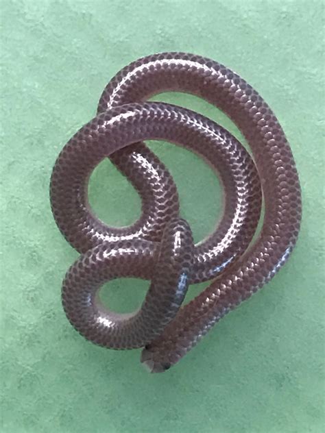 Small Snake Looks Like Worm - All Worms