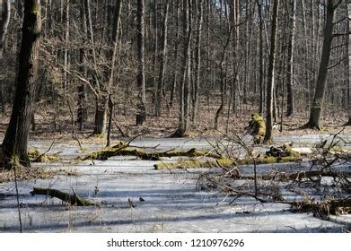 Winter Forest Frozen Lake Naked Trees Stock Photo 1210976296 Shutterstock