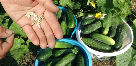 Когда надо сажать огурцы в открытый грунт, чтобы собирать урожай все лето