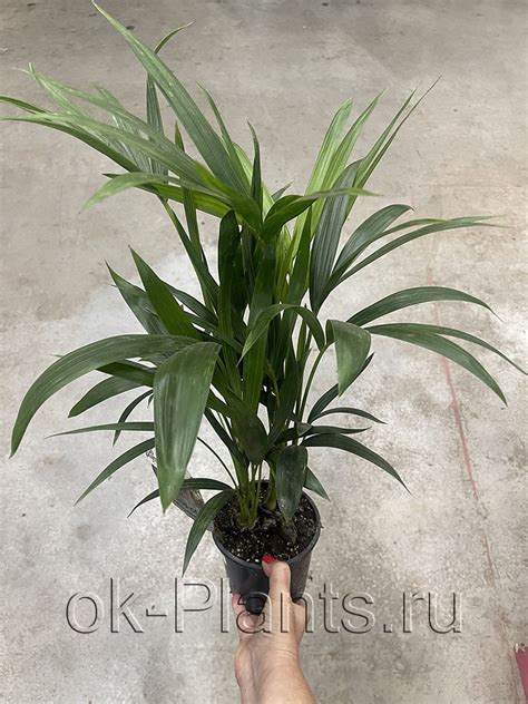 Ховея Форстериана - купить, цена, условия выращивания в интернет ...