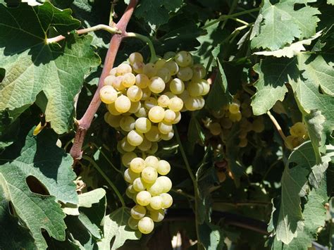 Vilàna – Βηλάνα – VITE DI VINO