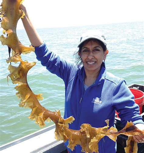 The Problem Solvers: Seaweed Farming Challenges - Aquaculture North America