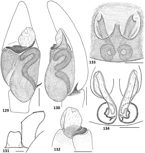 Somatic Morphology And Copulatory Organs Of Tisaniba Tisaniba