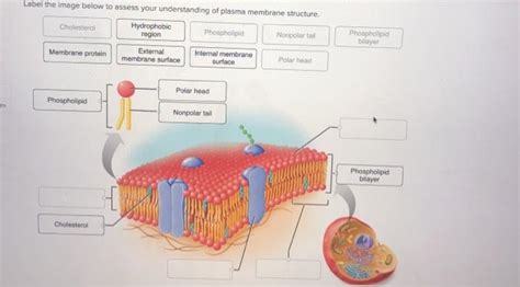 Solved Label the image below to assess your understanding of | Chegg.com 