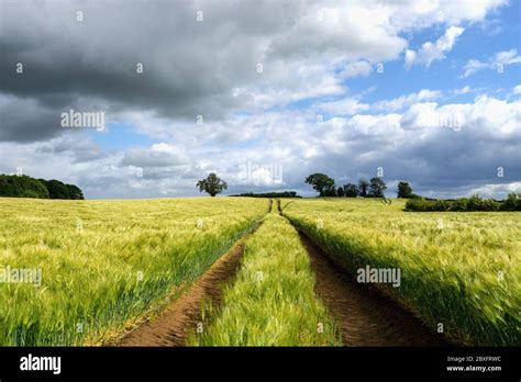 Temperate grassland hi-res stock photography and images - Alamy