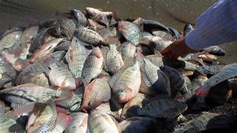 Cara Panen Ikan Nila Yang Benar Di Kolam Tanah Kolam Terpal Kolam