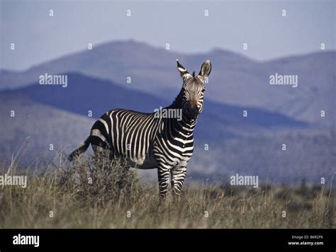 Cape Mountain Zebra Mountain Zebra Equus Zebra Zebra Stallion In
