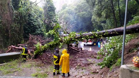 Maltempo Grosso Albero Cade A Maiori Senso Unico Alternato Sulla