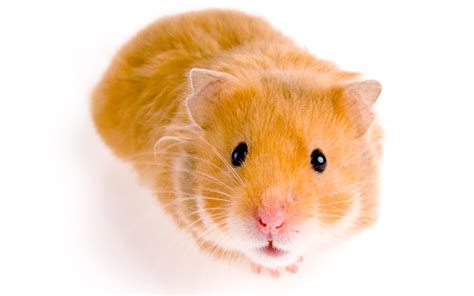 50 Amazing Hamster Facts For Kids Everything You Want To Know