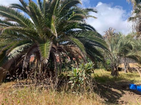 Casas Terreras Canarias Los Silos Inmobiliaria Internacional