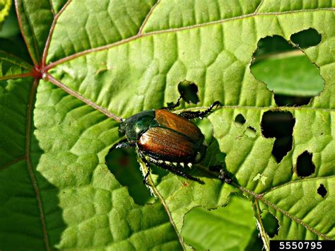 Japanese Beetle Popillia Japonica