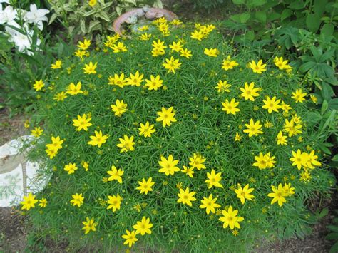 Кореопсис мутовчатый Загреб (70 фото) - фото - картинки и рисунки ...