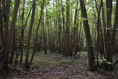 Coombe Wood © N Chadwick Geograph Britain And Ireland