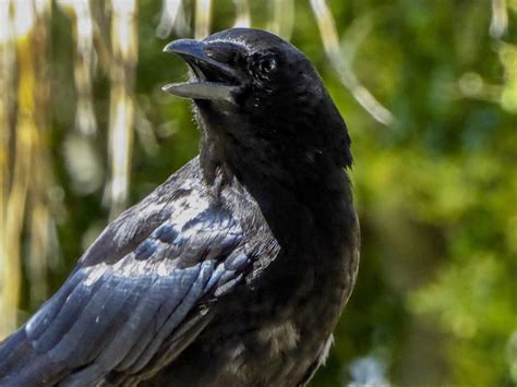 Crow Bird Portrait Free Stock Photo - Public Domain Pictures