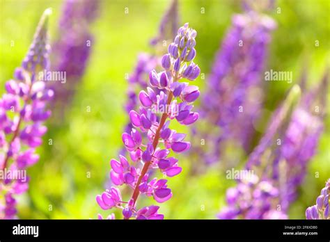 Lupinus lupino campo de lupino con flores de color rosa púrpura y