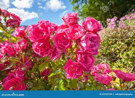 Rosas Cor De Rosa No Jardim Foto De Stock Imagem De Amor Crescimento