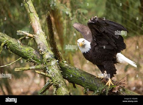 Eagle With Wings Open Hi Res Stock Photography And Images Alamy