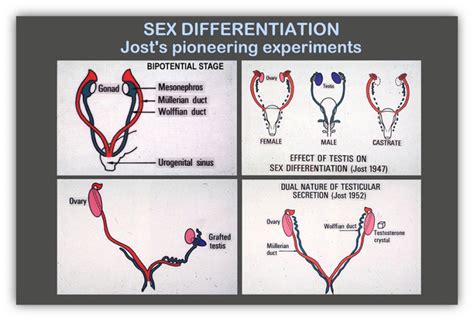 Figure Determining Role Of The Testes Endotext Ncbi Bookshelf