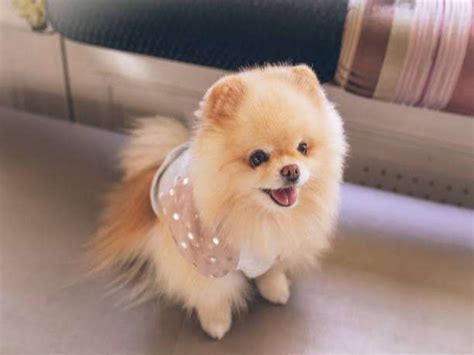 Anjing Mini Pom Karakter Dan Cara Merawatnya Pets Lovers Harus Tahu