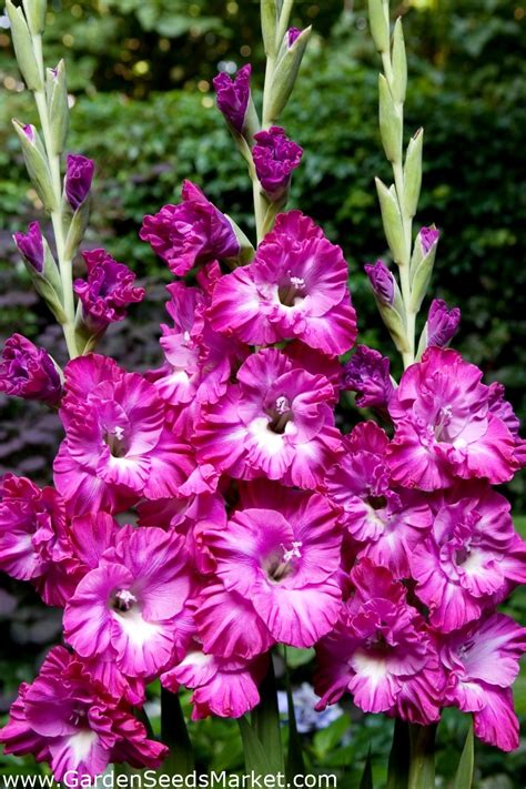 Nablus gladiolus - paquete grande! - 50 pcs - – Garden Seeds Market ...