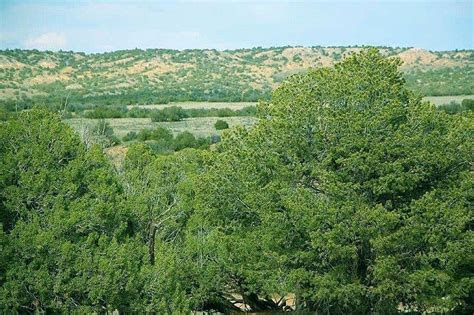 Juniper Tree Prescott Arizona Shandi Slater