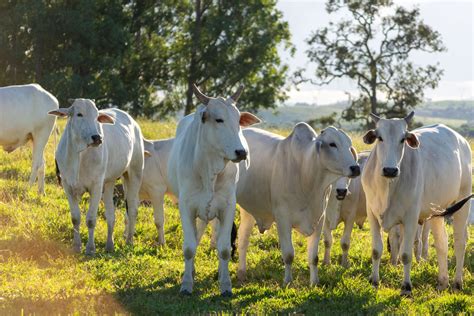 Uso Estratégico De Suplementação Para O Gado Promove Resultados