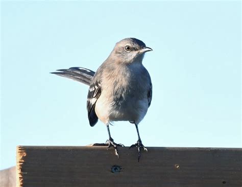 New nesting platform for next spring & birds are already checking it ...