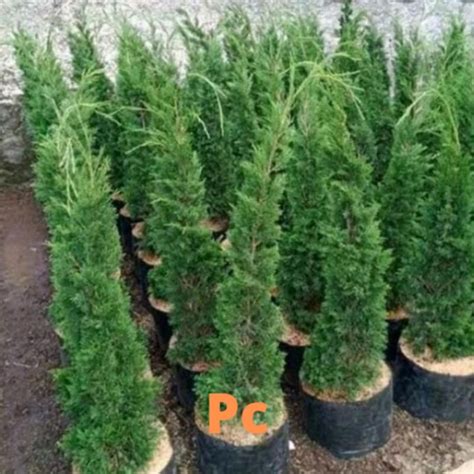 Jual Tanaman Hias Cemara Pua Pua 100 Cm 1 M Shopee Indonesia