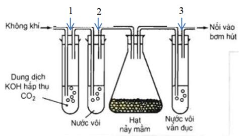 Hình vẽ sau mô tả thí nghiệm về hô hấp ở thực vật Phát biểu nào sau