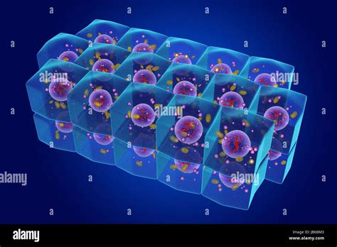 Stratified cuboidal epithelium hi-res stock photography and images - Alamy