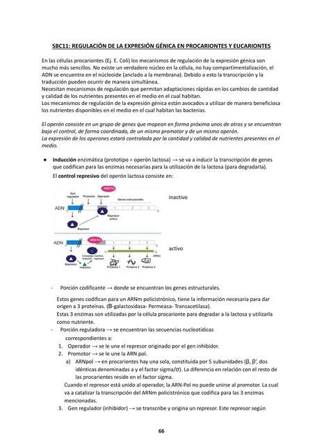 Sbc Regulaci N De La Expresi N G Nica En Procariontes Y Eucariontes