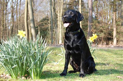 How Long Can a Labrador Retriever Live? - YourLabradorPal.com