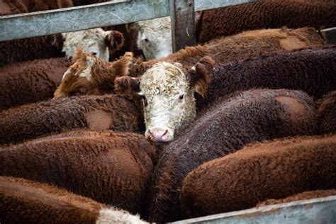 Argentina El Consumo De Carne De Vacuno En Argentina Se Desploma