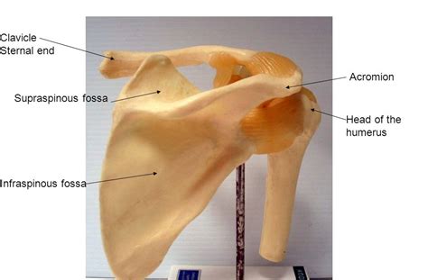 Infraspinous Fossa 4814 Applestory