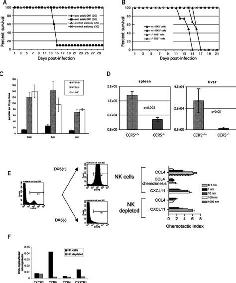 Effect Of Nk Cells On Survival Following T Gondii Infection Of