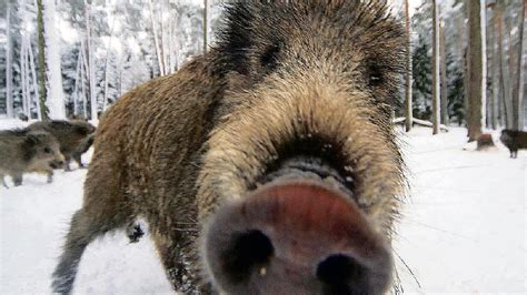 Grunewald Wildschwein griff Menschen an Jäger erschoss es