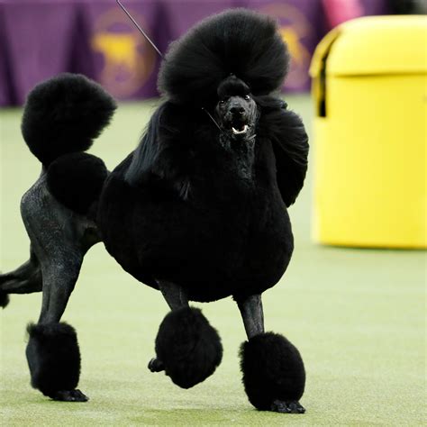 Black Standard Poodle