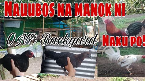 Ubos Ang Manok Ni One Backyard Youtube