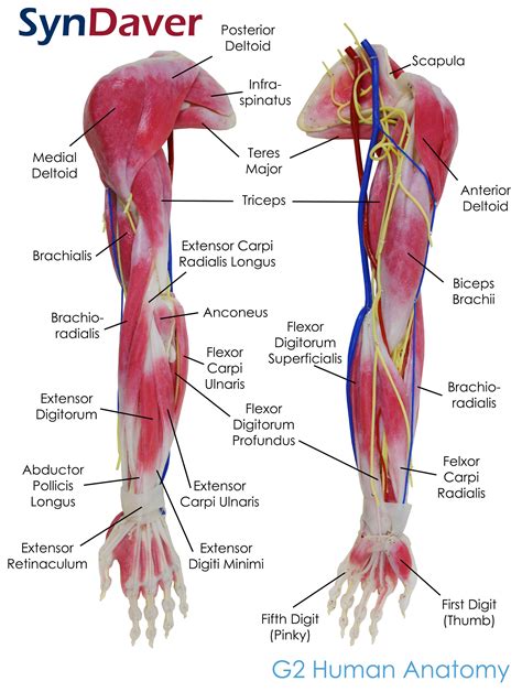 Human Arm Muscles Diagram Labeled