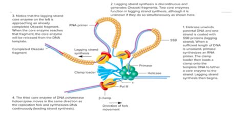 Microbiology Chapter 9 Flashcards Quizlet