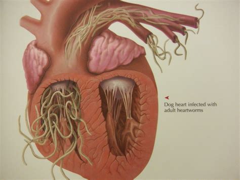 Heartworm | Colborne Street Pet Hospital