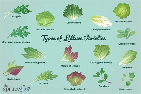 Types Of Lettuce