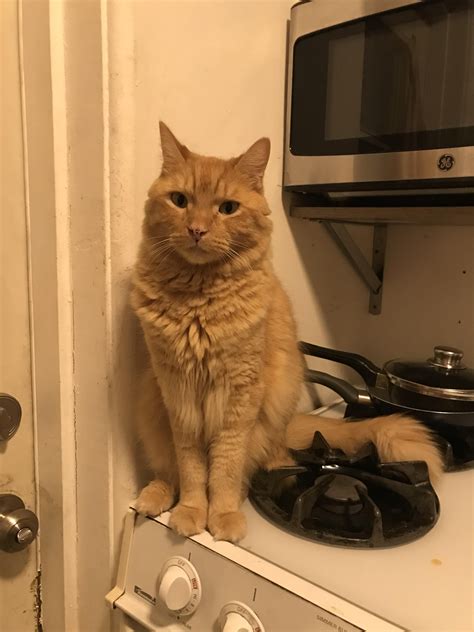 Hi, my cat has been missing since 11/02. His name is Sunny and he’s