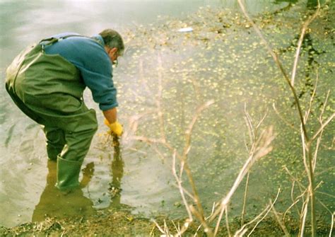 Pondweed Removal And Control - The Ultimate Guide - Pond Wiki